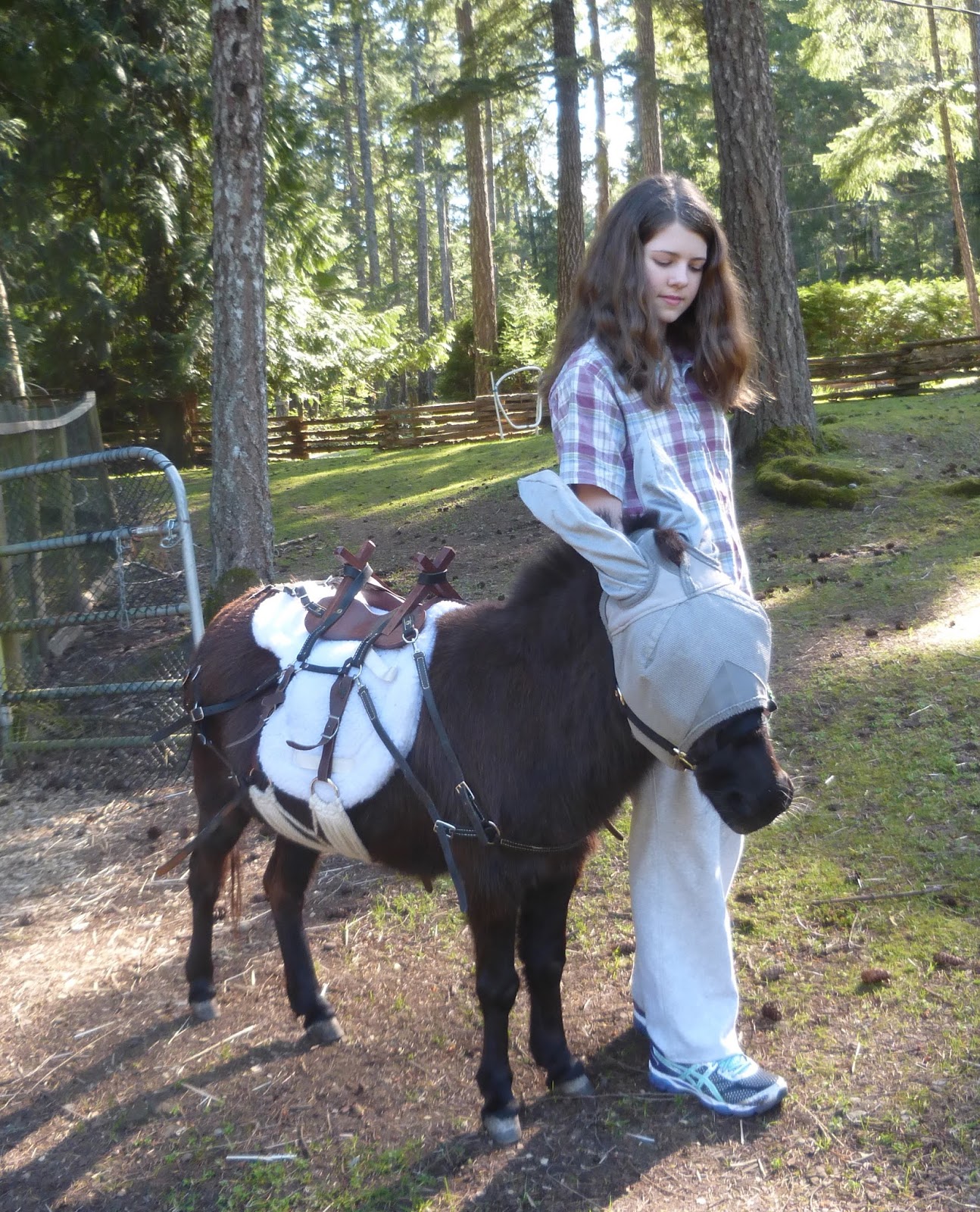 A Donkey Diary Pack Saddle!