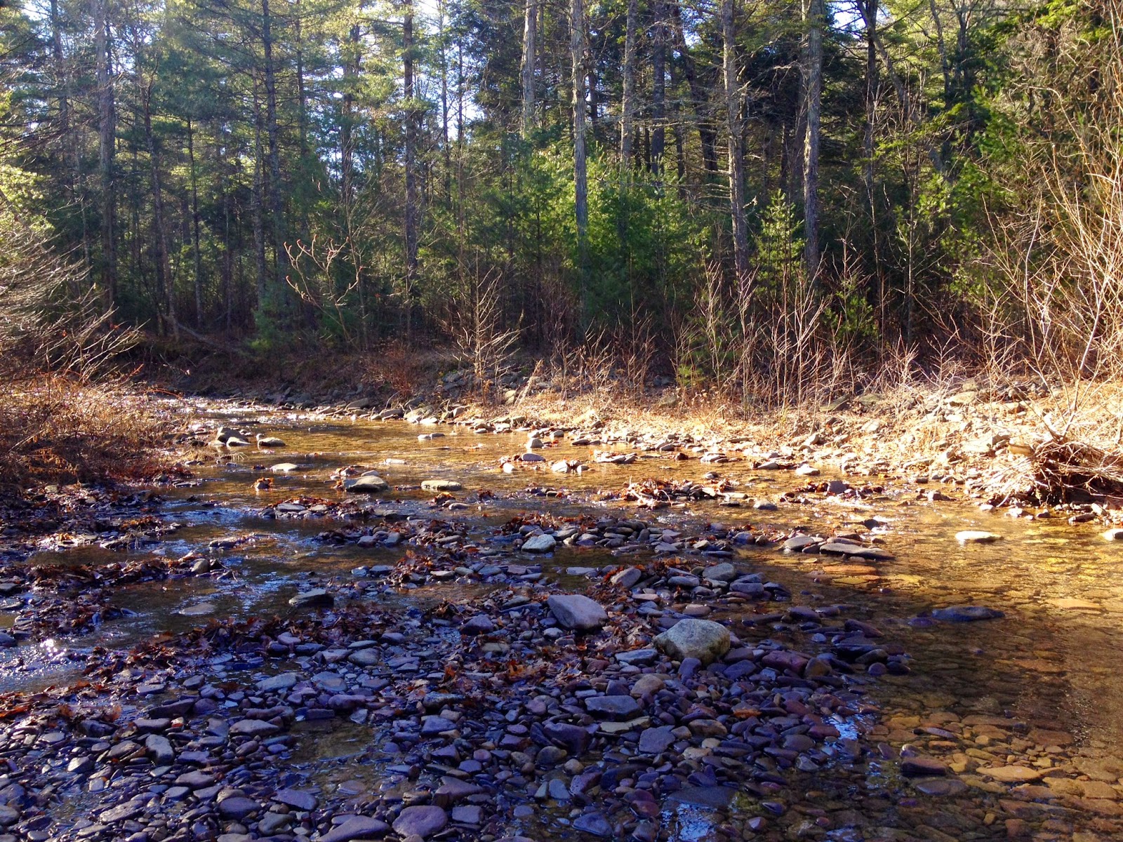 Adventures Afield A DAY OF EXPLORING THE BROOK TROUT STREAMS