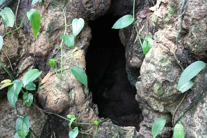 bunga bangkai kebun raya bogor