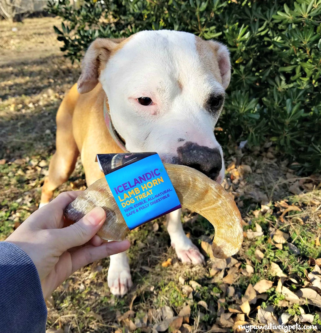 5 Reasons to Feed Your Dog Icelandic+ Fish Dog Treats Pawsitively Pets