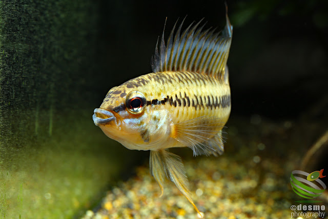 Apistogramma sp. pacman (sp. D12) / 2016