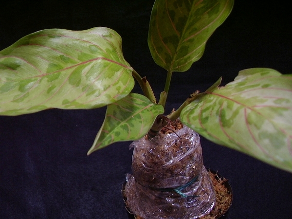 Aglaonema pictum tricolor X rotundum アグラオネマ ピクタム トリ