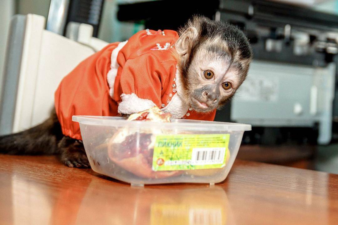 BABY CAPUCHIN MONKEY FOR SALE. ~ TERRIFIC MONKEYS HOME | USDA