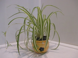 Spider plant Chlorophytum comosum
