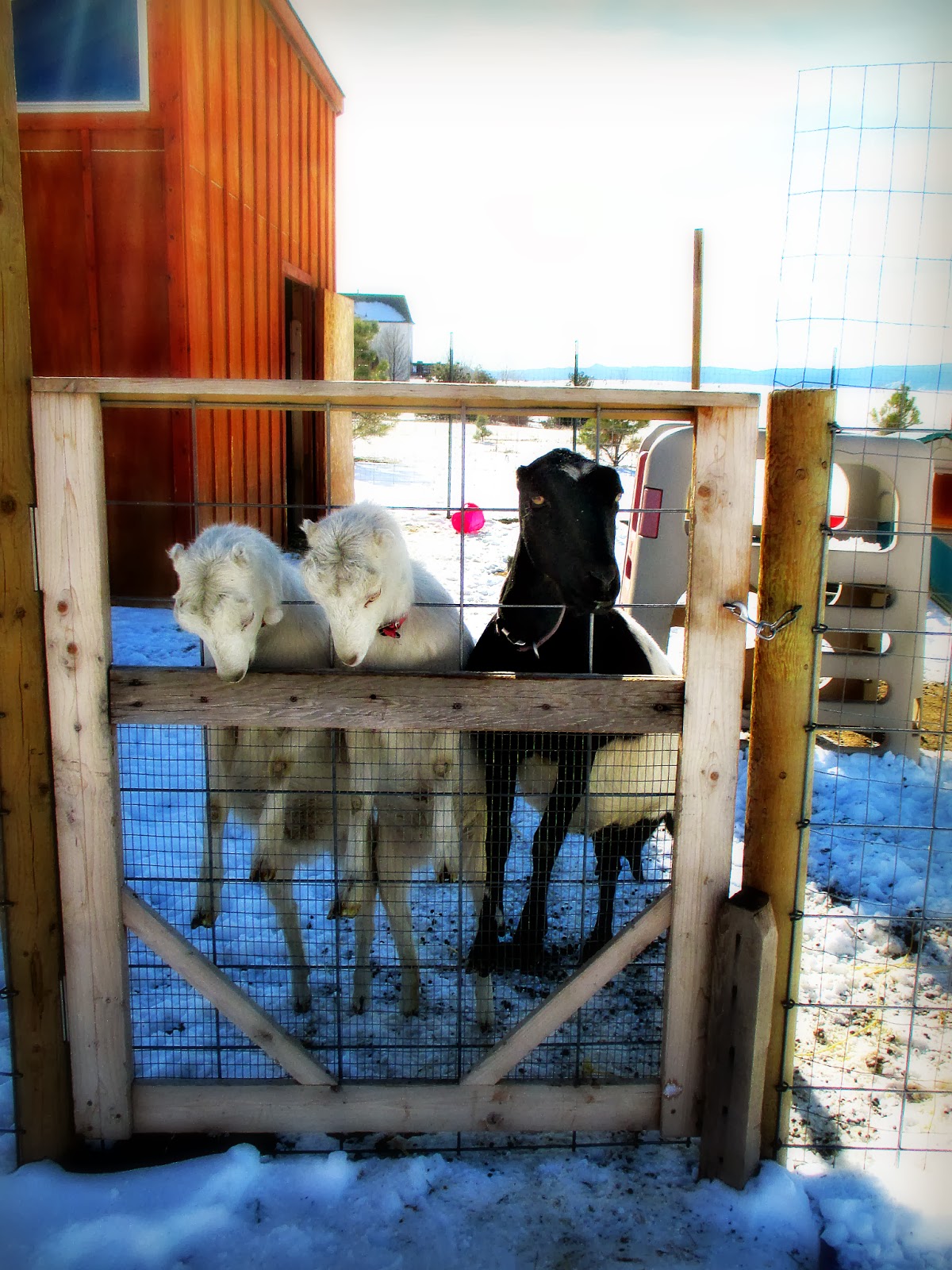Anastasia's Dairy Goats The Deep Litter Method