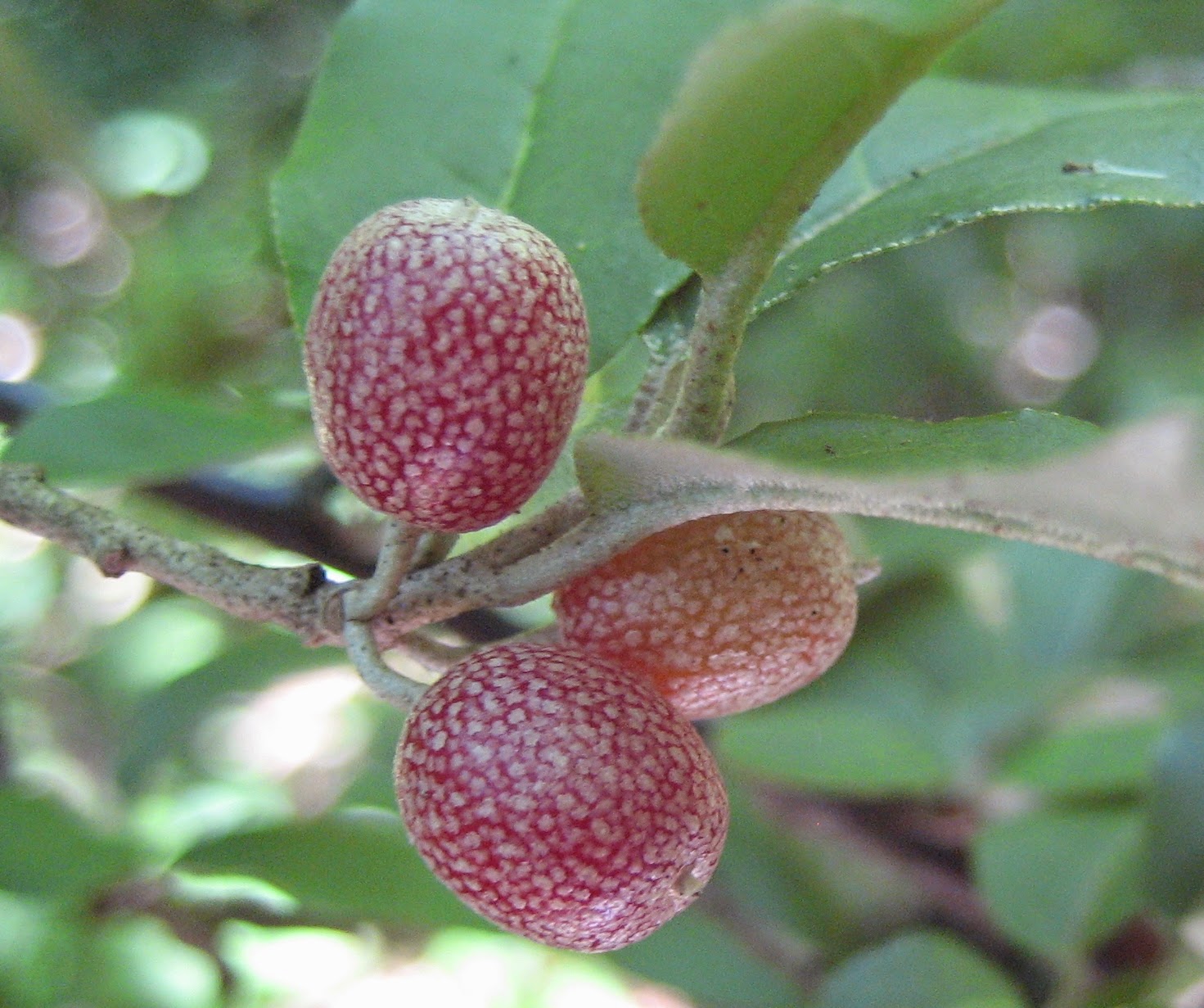 Discovering His Creation: Autumn Olive-Autumnberry (Elaeagnus umbellata)