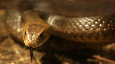 Brown snake with its tongue out