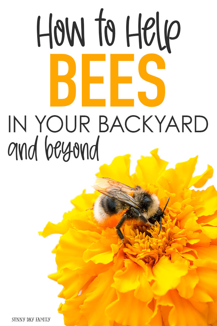 How to Help Bees in Your Backyard and Beyond Sunny Day Family