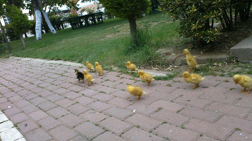 BURSA ET MANGAL RESTAURANT