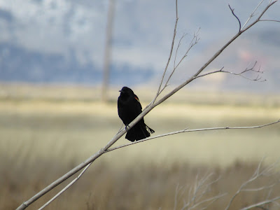 Lower Klamath National Wildlife Refuge northern California birding