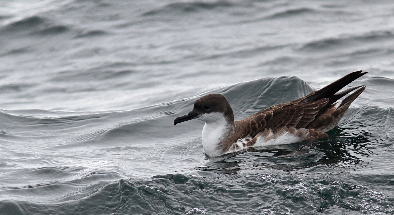 Great Shearwater