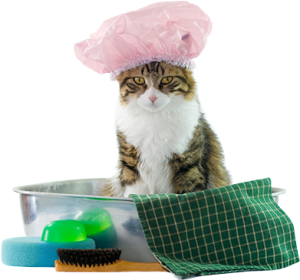 Meeow House Cat Grooming