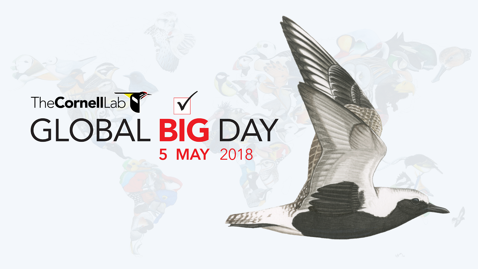 Global Big Day - Perú