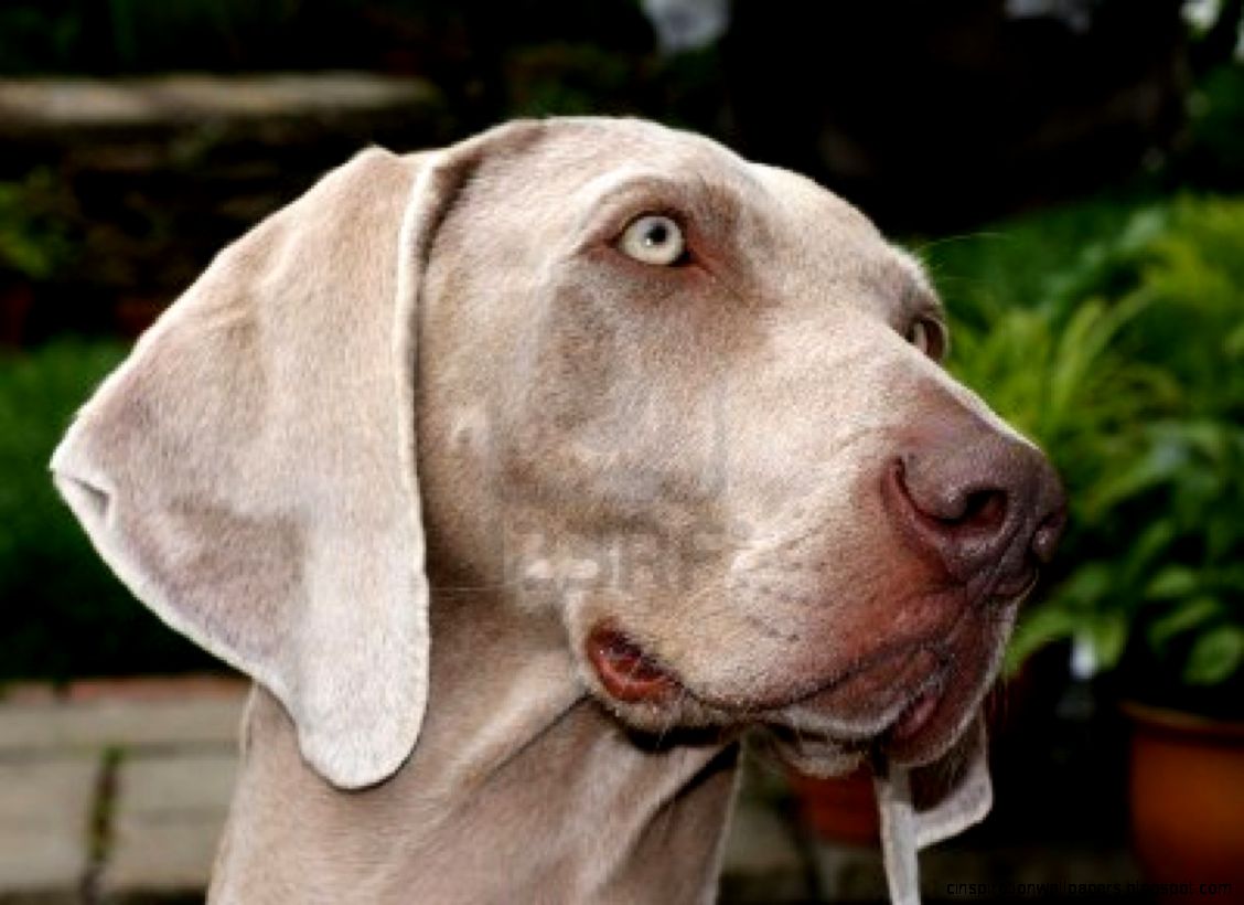 Weimaraner Dog