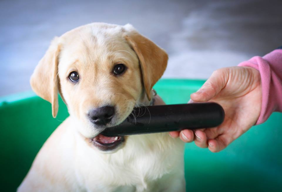 Hot best lab puppy chew toys Sale