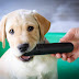 Just For Teething Retrievers! 5 Best Puppy Chew Toys