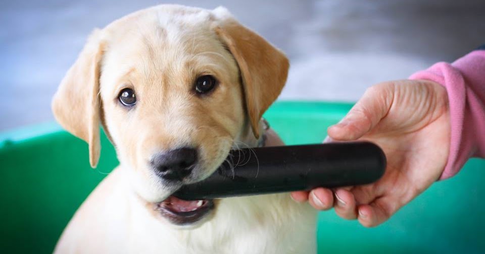 Just For Teething Retrievers 5 Best Puppy Chew Toys Just For Teething Retrievers 5 Best Puppy Chew Toys