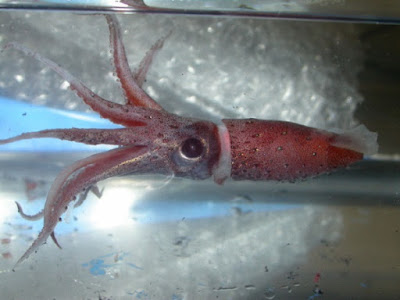 Squid fossil shows little difference from modern squid