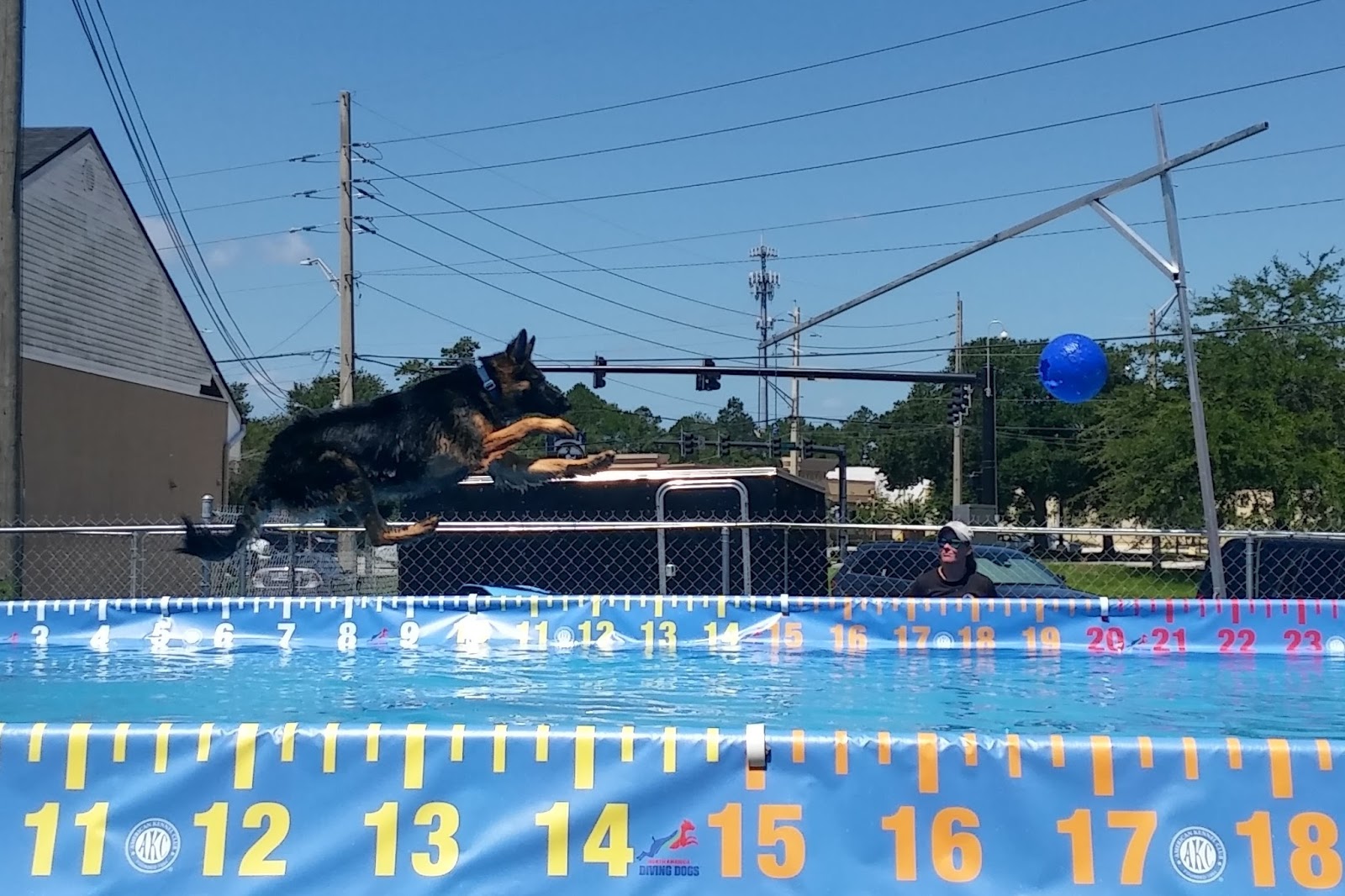 Kelley's Dog Blog Dock Diving Dogs