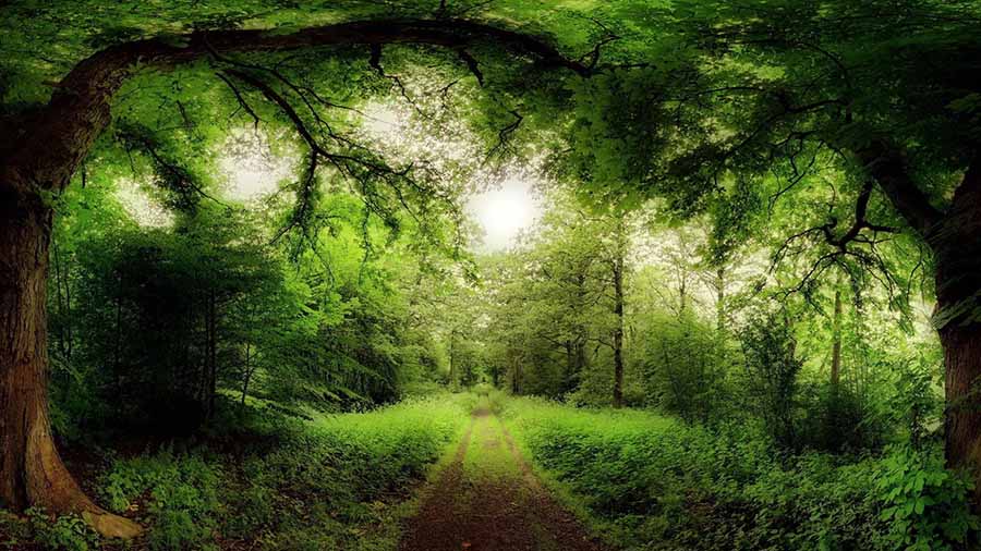 . TOP 5 MOST BEAUTIFUL FORESTS IN THE WORLD
