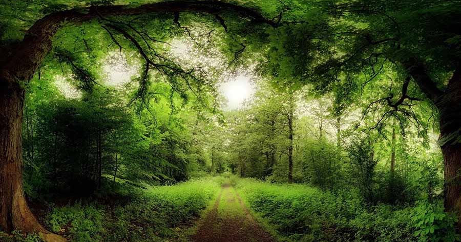 Top 5 Most Beautiful Forests In The World