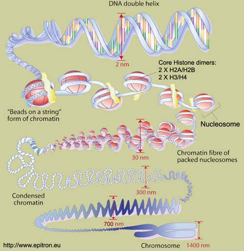 The Trenches of Discovery: The human machine: setting the dials
