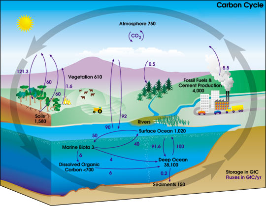 Zone Makalah: Daur Biogeokimia dan fungsinya