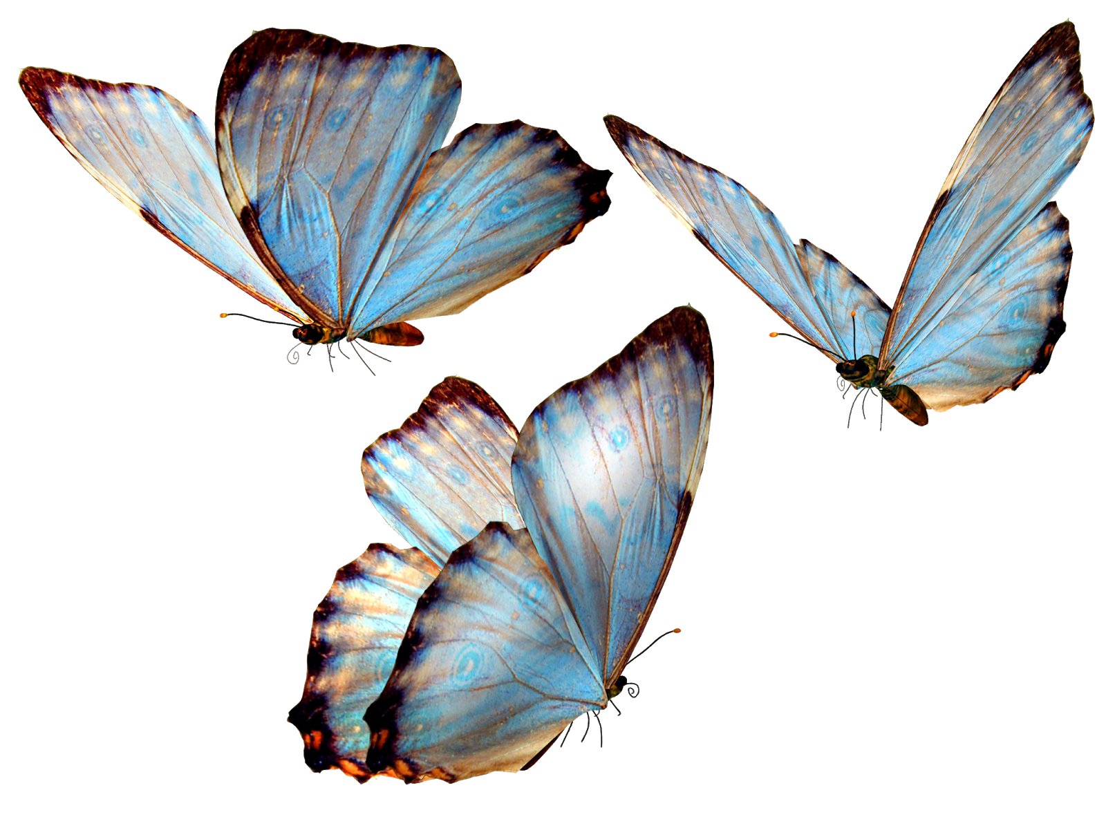 Картинки на прозрачном фоне. Бабочки. Голубая бабочка на прозрачном фоне. Бабочка летит. Бабочки на прозрачном фоне для фотошопа.