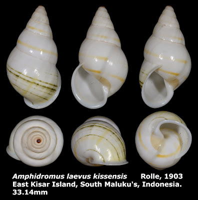 Amphidromus laevus kissensis 33.14mm