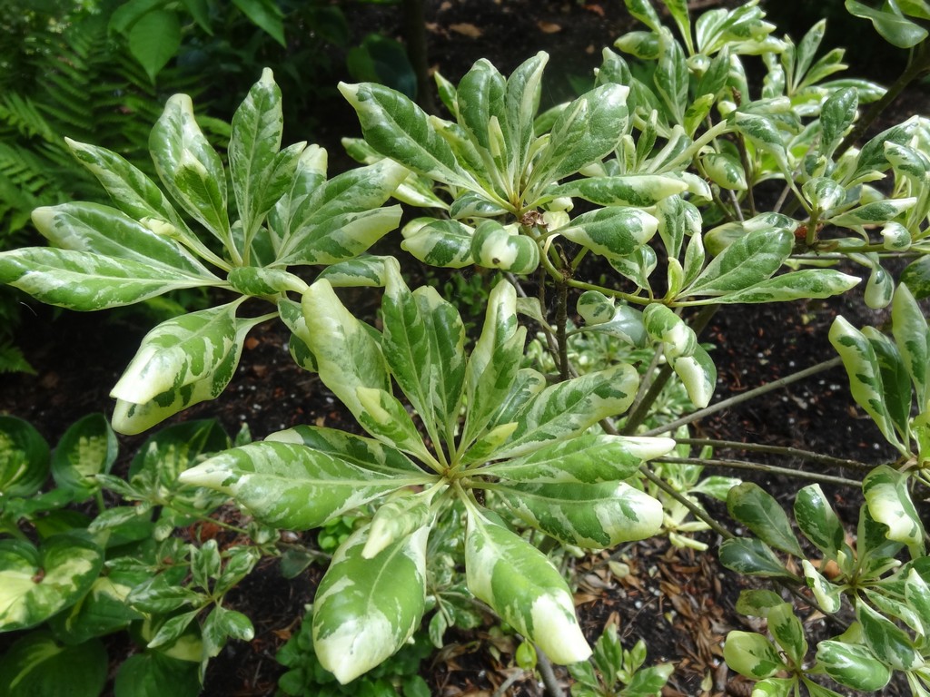 Alternative Eden Favourite Plant Of The Week Pittosporum Tobira