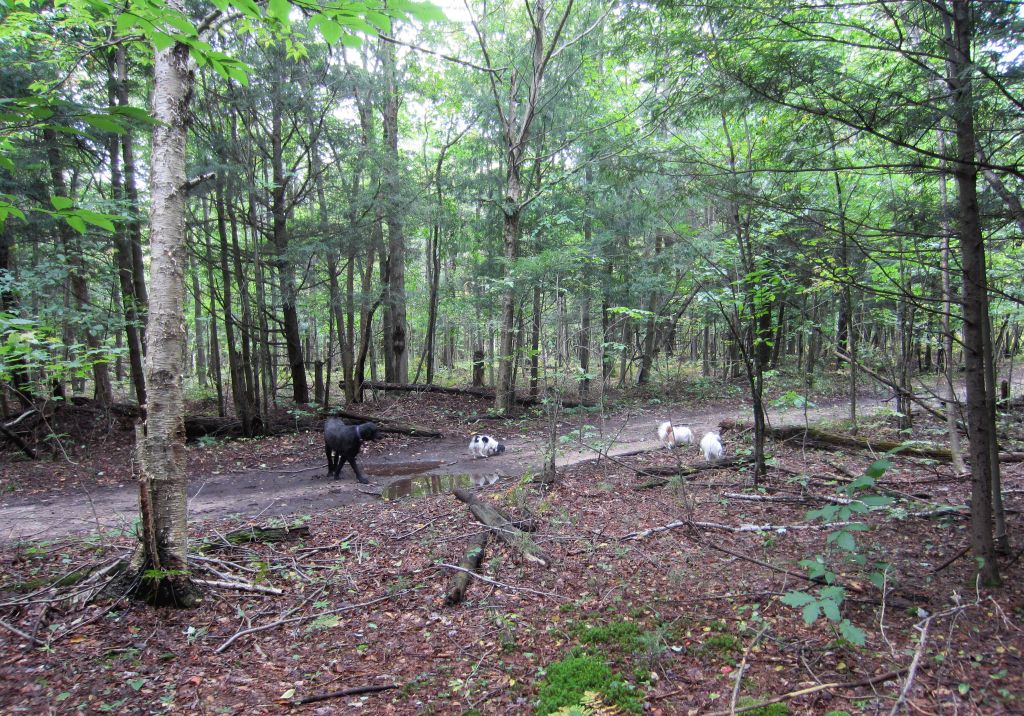 Windswept Adventure Part 3 A Rainy Day In Brasher State Forest
