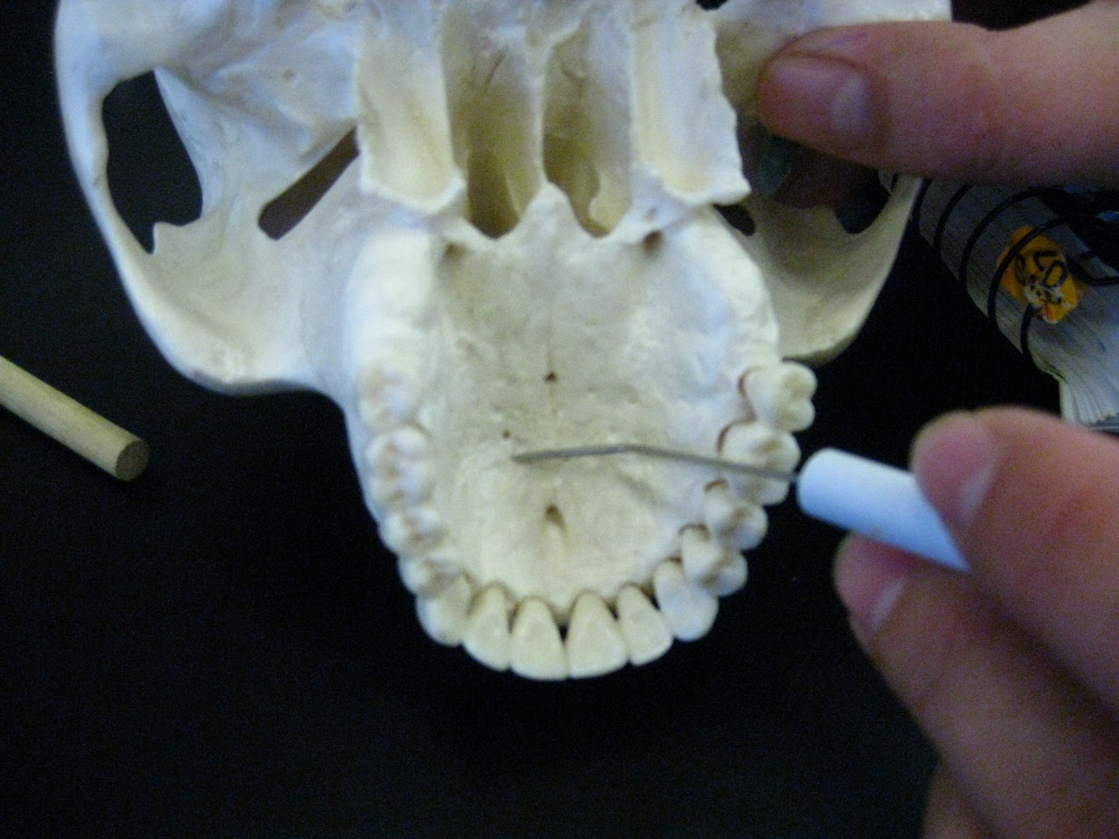 Boned Human Skull palatine process (of maxilla)