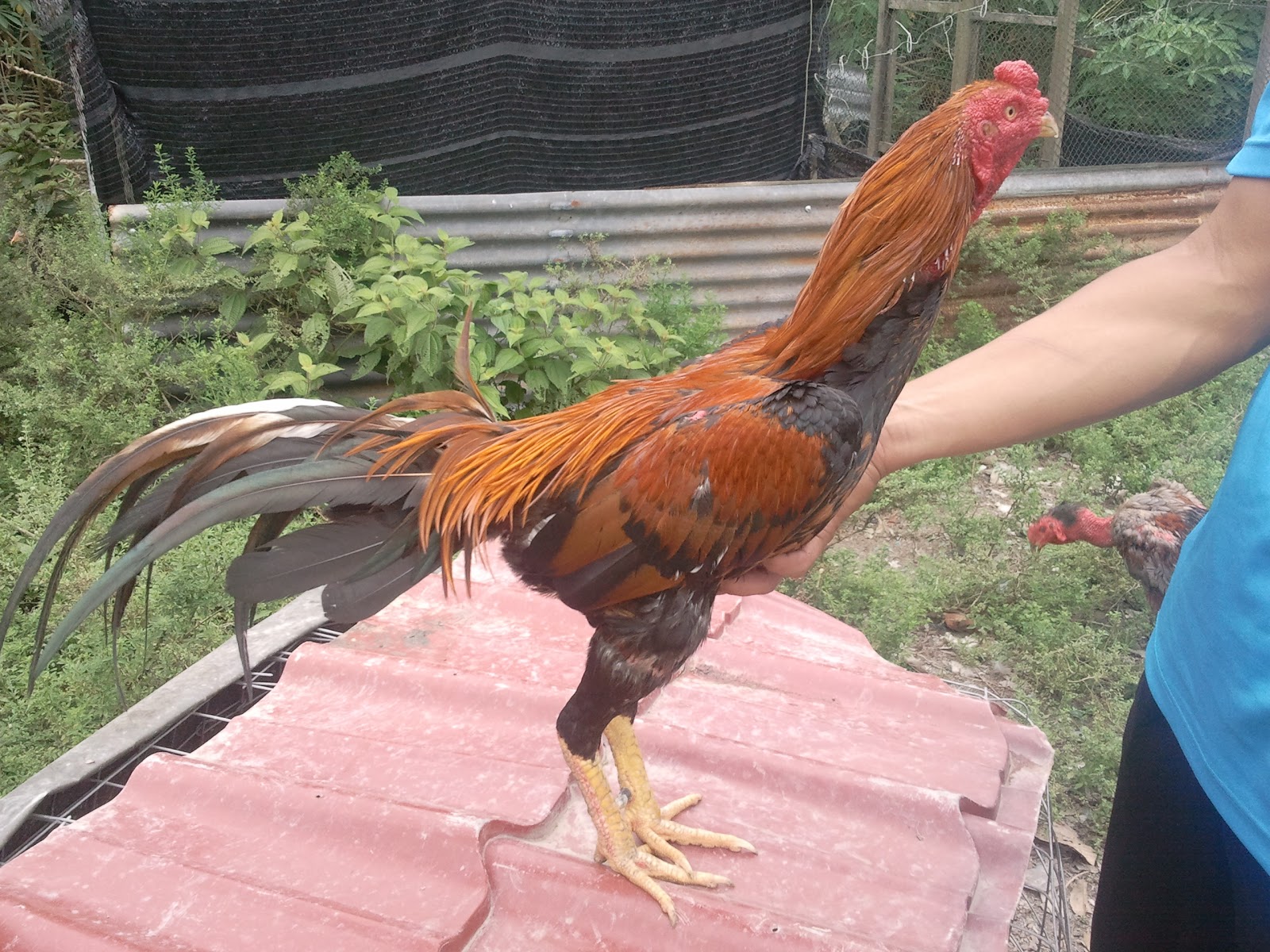 ARNAB PONTIAN Update Ayam  Batang Kaki  Darah Thai SOLD 