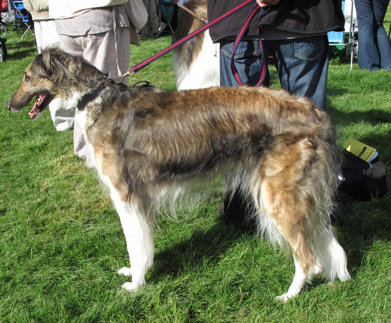Life in the Doghouse Darlington Championship Dog Show