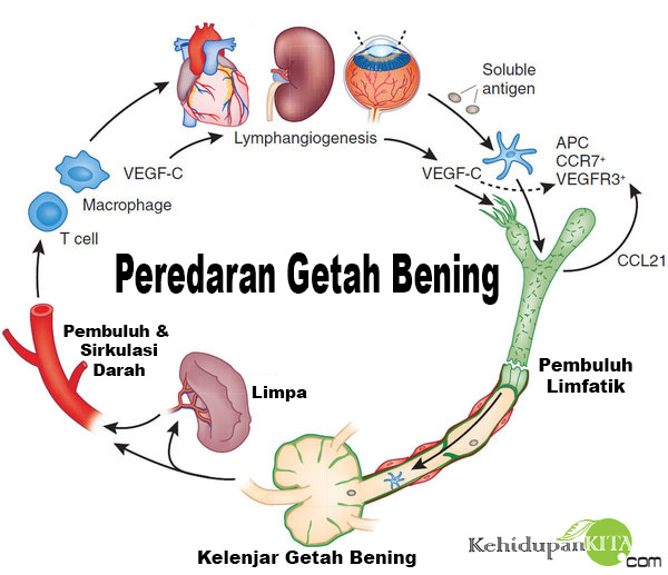 Kelenjar Getah Bening / Limfa (Peredaran Getah Bening / Limfa)