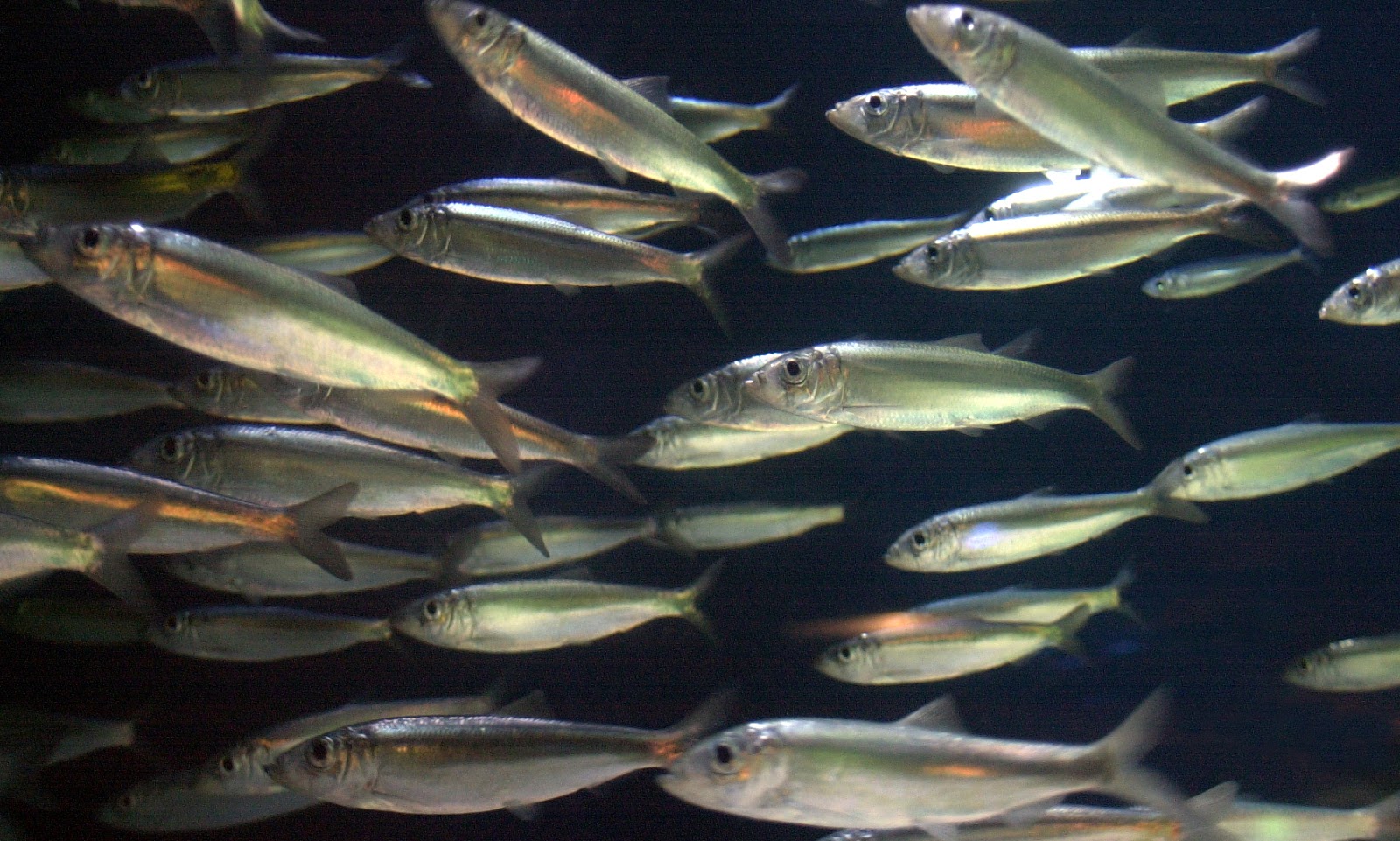 Catalogue of Organisms Many Kinds of Herring