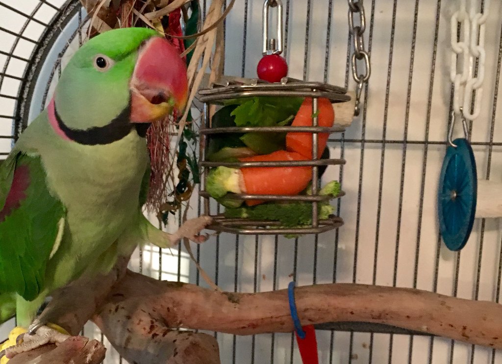 Eclectus Parrot Life To Chop or Not to Chop?