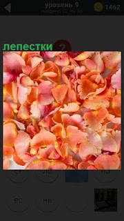 Рассыпано большое количество лепестков розы розового цвета