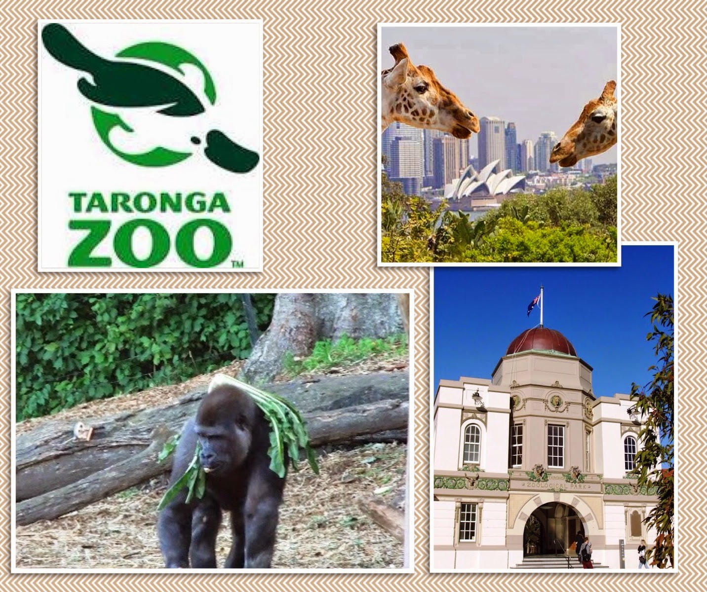 Stu the Zoo Top Five Zoos In Australia
