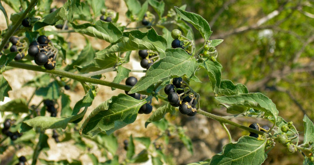 Агроткань мульчирующая. Фаллопия вьюнковая. Паслен сорняк. Агроткань от сорняков, 3. Мульчирующий материал агроспан 60.