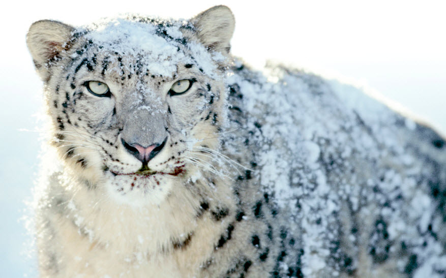 Animal You: Snow Leopards