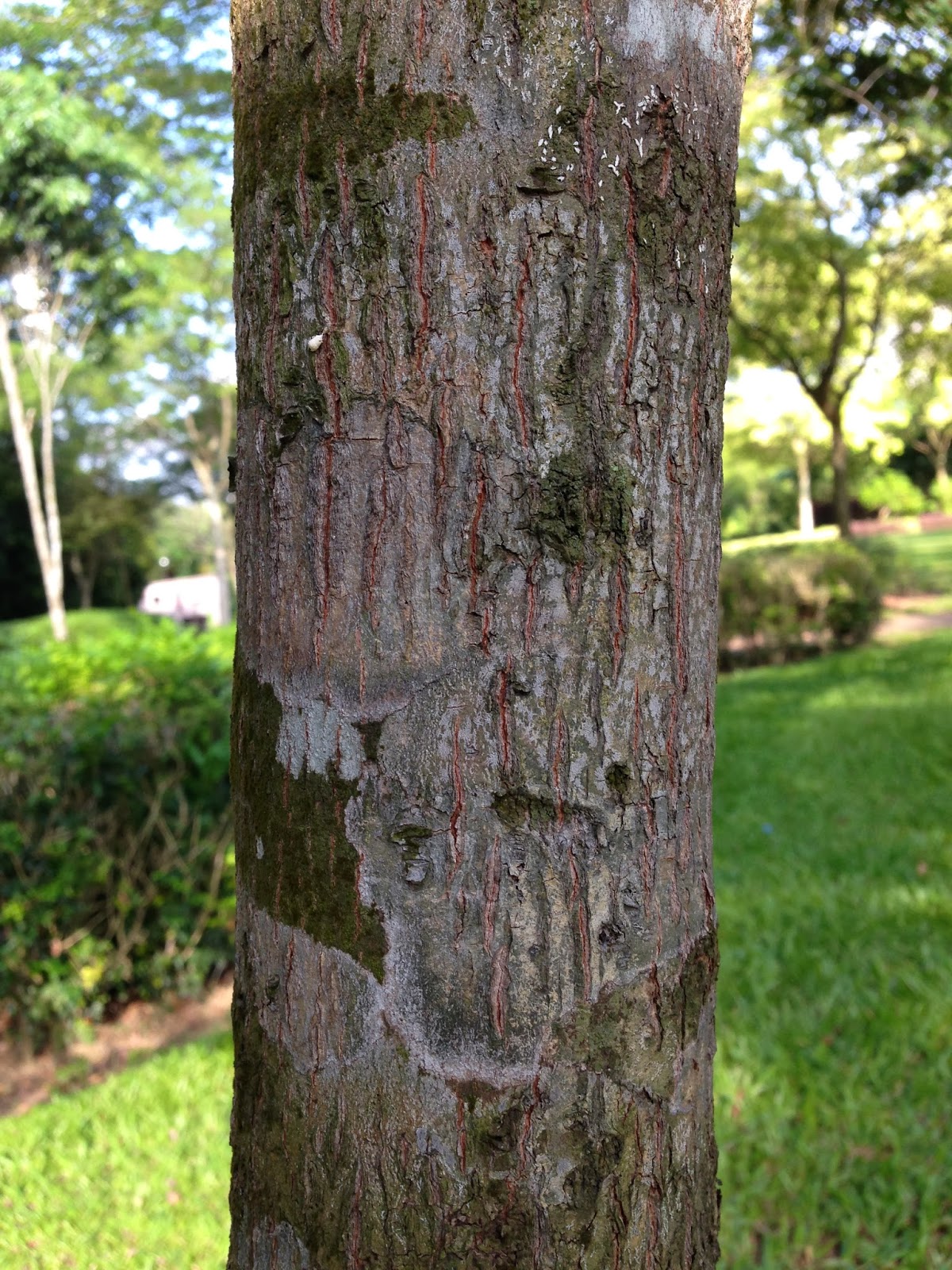 Montreal Green Park Golden Penda