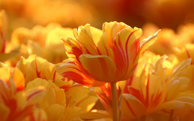 flores-de-petalos-amarillos-y-una-linea-vertical-der-color-naranja