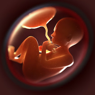fetus-unbornchild.jpg