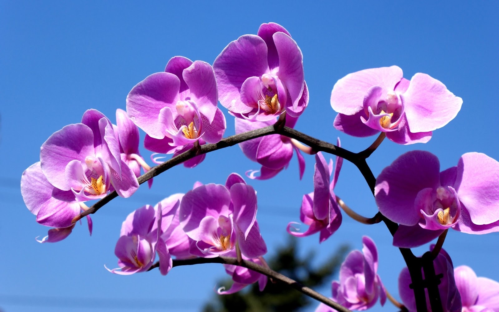 Hình nền hoa phong lan màu tím sẽ đem lại cho bạn sự tươi mới cũng như tinh thần tiên tri của hoa phong lan. Hãy để nó làm cho không gian màn hình của bạn trở nên đặc biệt hơn và đem đến sự tuyệt vời cho từng ngày.