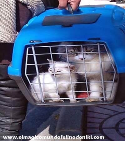gato-viajar-mudanza-veterinario