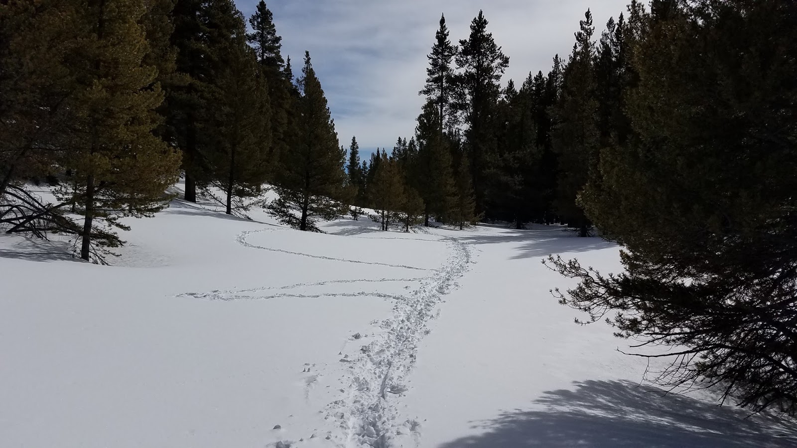 Wilderness Wanderings Kearney Park Loop Snowshoeing at Leadville Fish