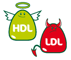 ldl hdl