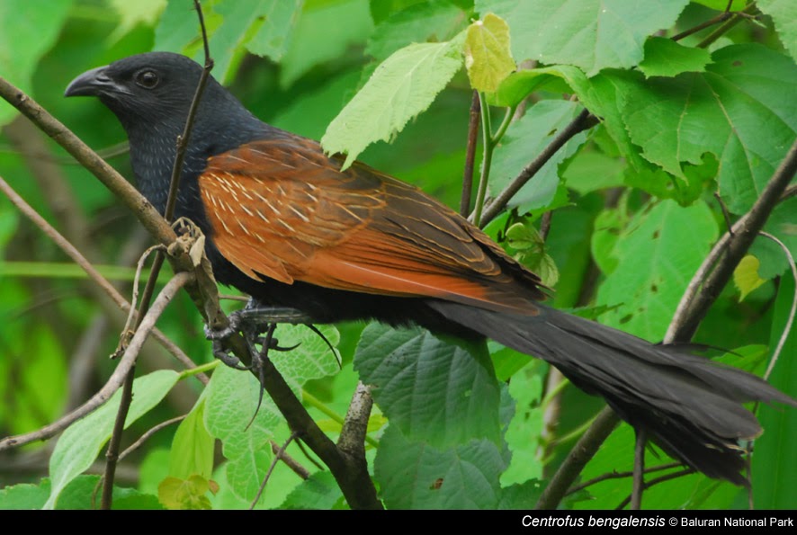 Burung bubut alangalang yang jinakbubut jawa jambul YouTube