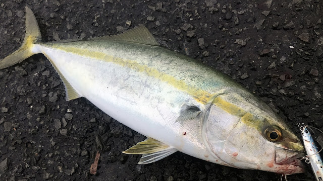 イナダ 湾奥 ジグパラサーフ28g イナダ 湾奥 ジグパラサーフ28g